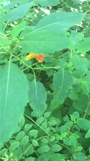 Exploding seed pods of the Spotted Touch-Me-Not (Impatiens capensis) @oldcrotchface (she’s got a vid of one exploding in slow-mo)