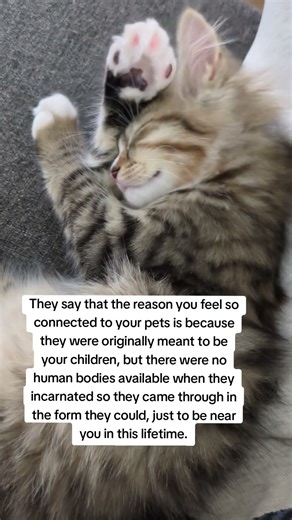 The reason you feel so connected to your pets #catvideos #cat #prettycat #kitten #cutecat #catfacts
