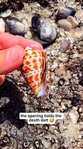 Part 3 | Do Cone Snails sting humans? ⬇️ . If you enjoyed this shelling adventure, follow @theseashellmermaid to see more 💙 . There's a lot of hype out there about Cone Snails, with some capable of unal1ving humans ☠️ . Cone snails in Florida are venemous, which is why it's important to handle them correctly or not handle them at all. . You can pick them up from the top part of the shell to avoid the opening where the probiscis dart comes out. 😅 . With that said, Cone snails in Florida tend to