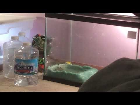 Pixie Frog (African Bullfrog) Croaking