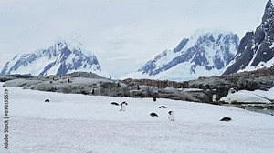 Antarctica Penguins on Snow with Mountains, Gentoo Penguin Colony in Antarctic Peninsula with Beautiful Dramatic Landscape Scenery in White Snowy Winter Habitat in the Wild