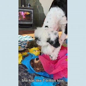 45K views · 1.8K reactions | Throwback To Bunny's Second Birthday! | Whataboutbunny | Facebook