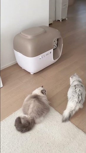 猫のトイレ清掃、もう手で触らなくていい✨PetSnowy SNOW＋全自動猫トイレ