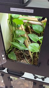 A newborn neon day gecko (Phelsuma klemmeri) being moved from its parents enclosure into its nursery. #neondaygecko #phelsuma #phelsumaklemmeri #gecko #livingart #reptiles #herpetoculture #lizards #reptilebreeder #rarereptiles #reptile #lizardsofinstagram #reptilesofinstagram | Living Art by Frank Payne