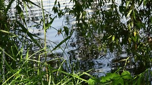 Wetlands nature background. Swamp with reeds over wavy still water surface with tree leaf branches above. Restoring natural water retention reservoirs. Concept of nature, ecology and environment