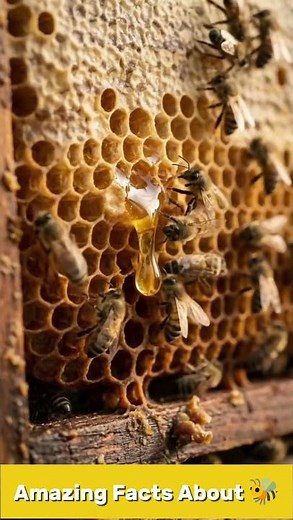 The Amazing Facts About Bees.