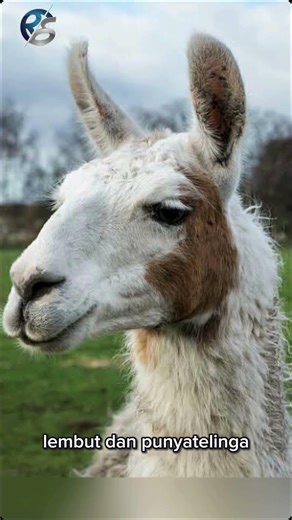 Fakta Tentang Llama