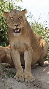 Lioness with a Full Belly panting 🦁🍖 #reel #safari #amazing #wildlife #animals #nature | Latest Wildlife Sightings