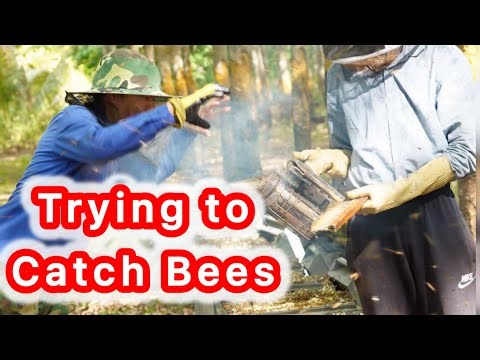 Harvested Raw Honey 🍯 Fresh Pure from the Hive