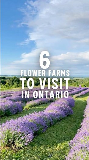 Best Flower Farms in Ontario to Visit This Spring & Summer | Bloom Season Road Trip Guide