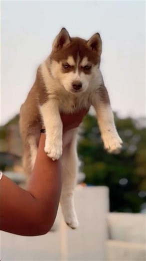 8810623046 Siberian Husky blue eyes thick coat active playful top demand puppy India#husky#dog#pets
