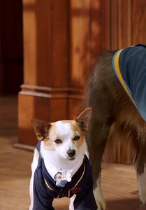 Pup Academy S01:E12 - The Thing With King