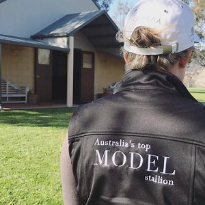 1.8K views · 114 reactions | Australia's Top Model Stallion, Scissor Kick. Back from France and ready for the upcoming Stallion Open House weekend. #topmodel #discovergreatness | Arrowfield Stud | Facebook