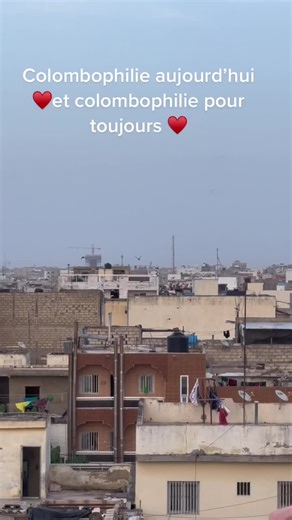 Exploring Colombo's Sky: A Pigeon Paradise