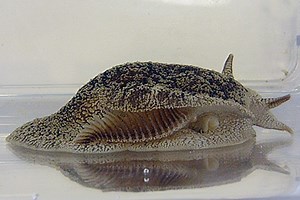 Toxic sea slug