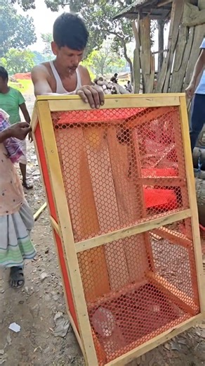 Building chicken Coop and pigeon loft woodworking #pet #animal #home #building #woodworking #pigeonloft #pethouse #pigeon #chicken #ducks #loft #reels | Suborna fancy pigeon loft