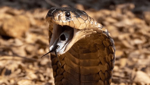 Man Gets Scrotal Necrosis After Snake Bites Him On The Penis While He's On The Toilet