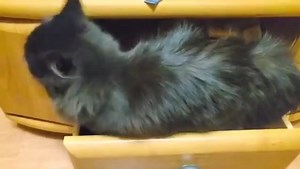 Noxy thinks it's perfectly normal to hang out inside of a closed drawer 😆 | Rumble Cats