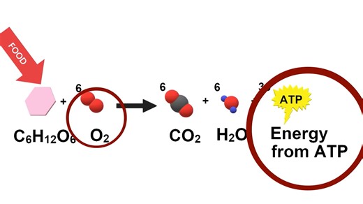 V5-2 O2 and Life in the Sunlight Zone (p)