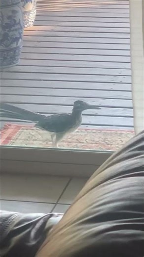 Roadrunner says it’s too cold out and wants in #roadrunner #birds