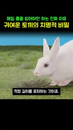 귀여운 토끼의 치명적인 비밀? #shorts
