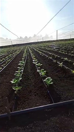 This is how drip irrigation works in tobacco (Nicotiana tabacum) cultivation. #Tabasco #irrigation