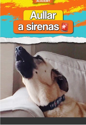 ¿Por qué aúlla tu perro ante las ambulancias?