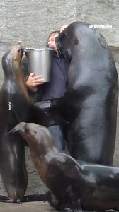 900K views · 63K reactions | This sea lion doesn't beat around the bush. With kisses and hugs, he's trying to convince his keeper to give him some more fish. And it seems to be working! | The Kiwi | Facebook
