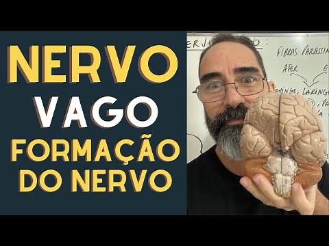NERVO VAGO PORÇÃO EFERENTE VISCERAL - FORMAÇÃO DO NERVO