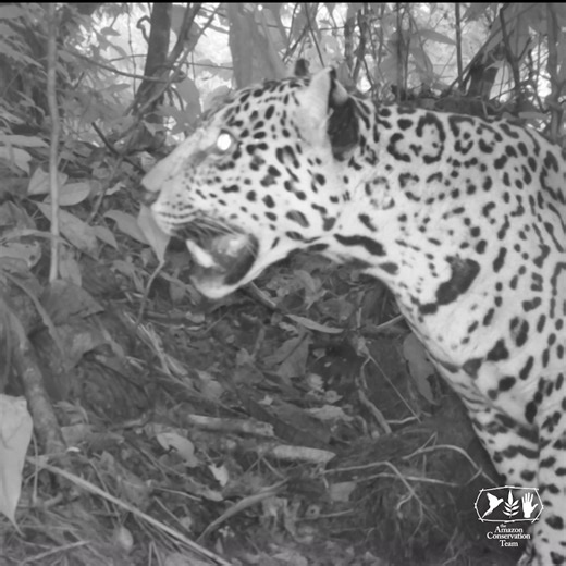 Amazon Conservation Team on Reels