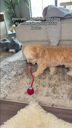 Smart Chirping Cat Toy Ball – Keeps Your Cat Busy for Hours! 🐱💡