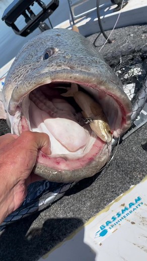 Brad Howell on TikTok