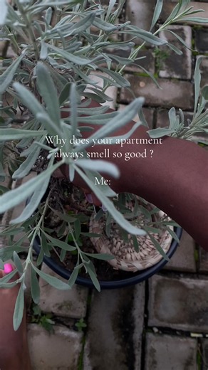 Burning Lavender Leaves for Home Fragrance: Benefits & How-To