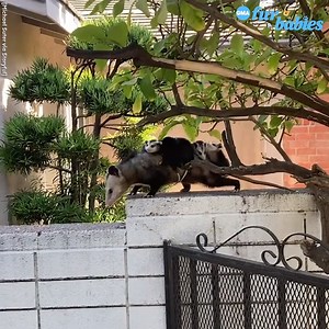 711K views · 4.7K reactions | An opossum mother carried her five babies while walking outside a home in Los Angeles, California. https://gma.abc/3ClyUef | Good Morning America | Facebook
