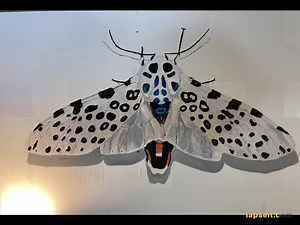 Giant Leopard Moth - Etsy