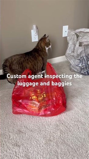 Back from my trip. Mimi and Meo are happy to inspect the luggage #cats #growingoldtogether