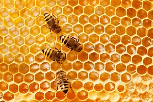 Internet of Animals: A look at the new tech getting animals online | IBM