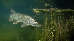 Crues: quelles sont les conséquences sur les poissons et leur reproduction?