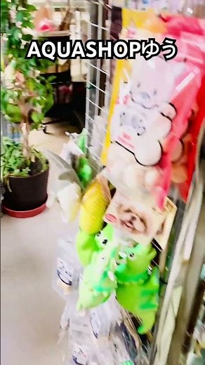 #熱帯魚 #aquarium #아쿠아리움 #ada #爬虫類 #aquariumhobby #aquariumlife #japan #日本 #福岡 #アクアリウム #メダカ #金魚 #亀 #九州