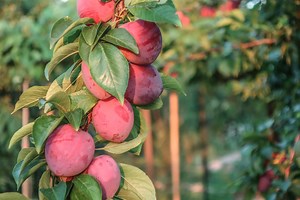 Move over apple trees — 10 unusual fruit trees to grow this spring