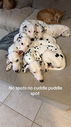 They have no shame | big dog and little dog