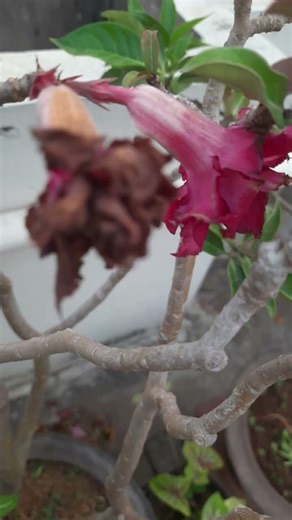 Adenium Flower Deficiency #plants