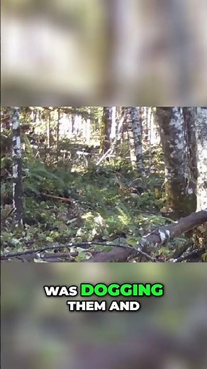 Buck's reaction to Doe in heat - AMAZING!