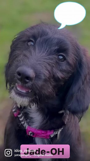 18K views · 334 reactions | Jade-OH is a mini goldendoodle ready for adoption in Chardon, OH! #goldendoodle #minigoldendoodle #idogrescue #rescuedog #rescuedoodle | IDOG Rescue - Labradoodle & Goldendoodle Rescue | Facebook