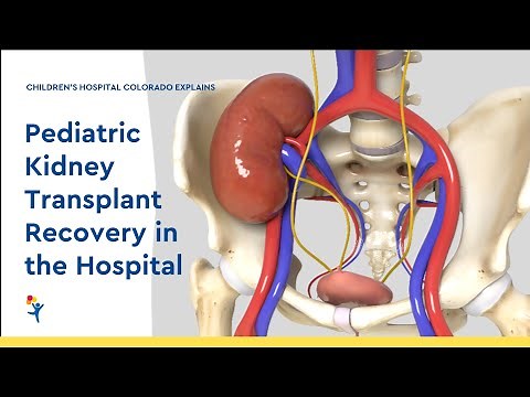 Pediatric Kidney Transplant – What Happens During and After a Kidney Transplant