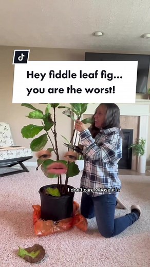 Plant Rant: Dealing with Fiddle Leaf Struggles