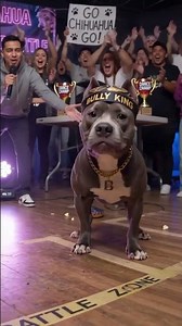 Epic Dog Dance Battle 🐶💃 | Chihuahua vs Bully King 🔥