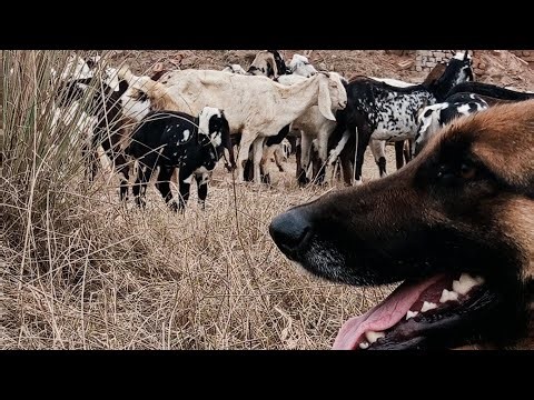 Smart Dog vs Stubborn Goats! | Live Grazing 🐐🐕