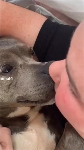 Dog kiss 🙀💋 lips #dog #shortvideo #dogshorts