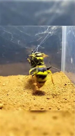 Angry Wasp Attacks Spider Incredible Fight! #SpiderAttack #ViralVideo #predatorshowdown #shortsfeed